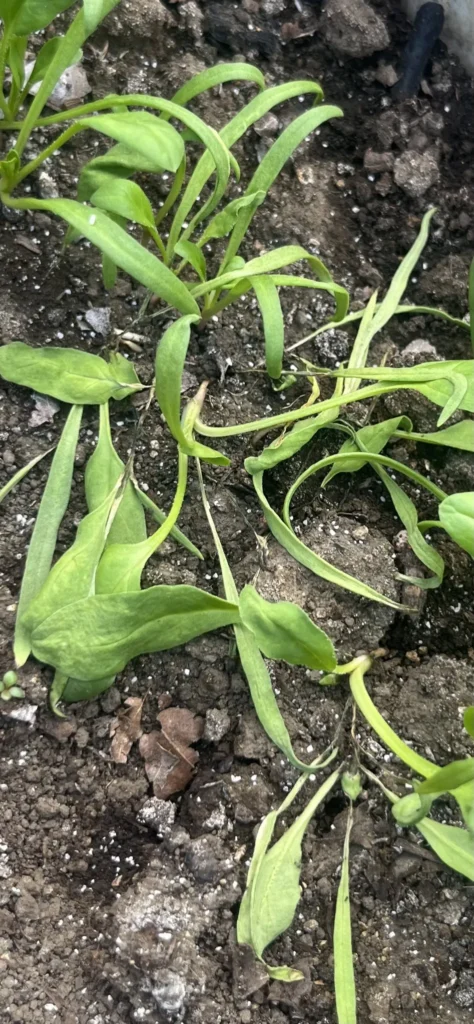 ほうれん草の立ち枯れ