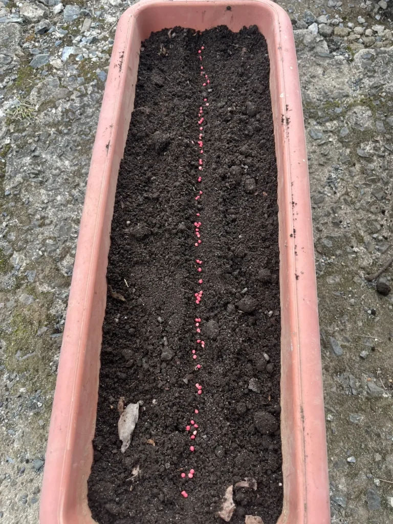 ほうれん草のプランター栽培時のっ筋蒔き