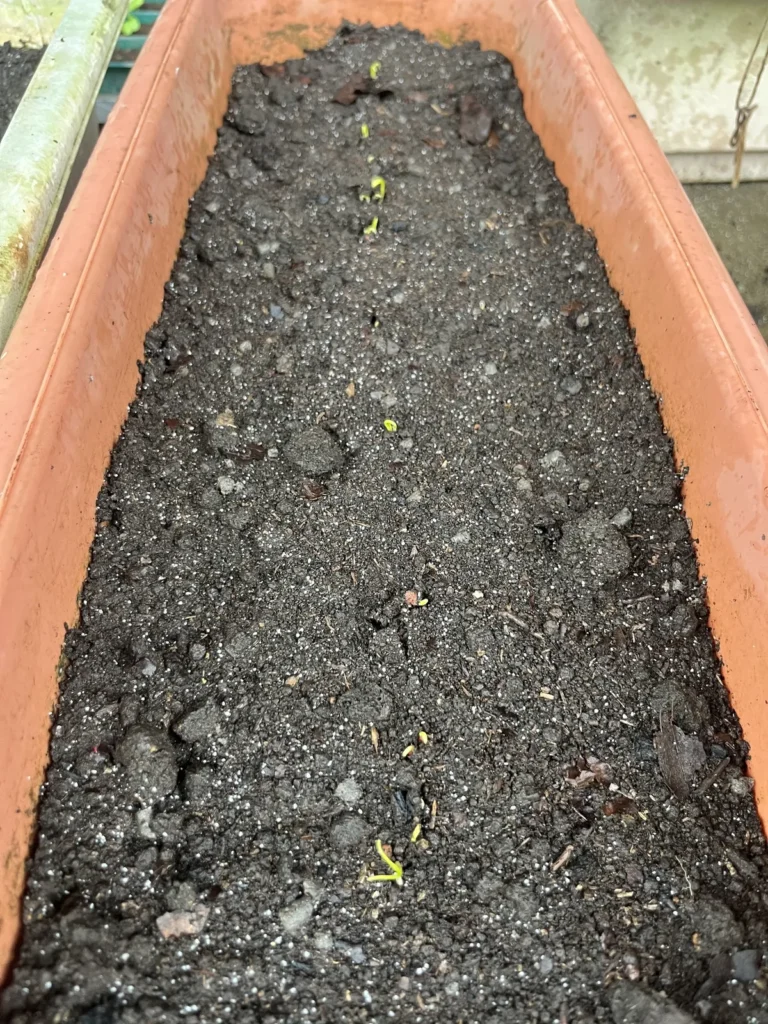 ほうれん草のプランター栽培時の土の量