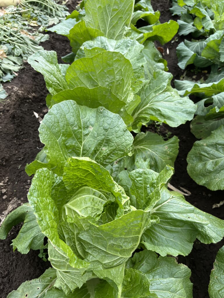成長した白菜