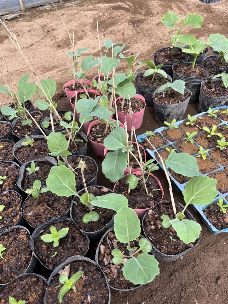 様々な野菜の育苗風景画像