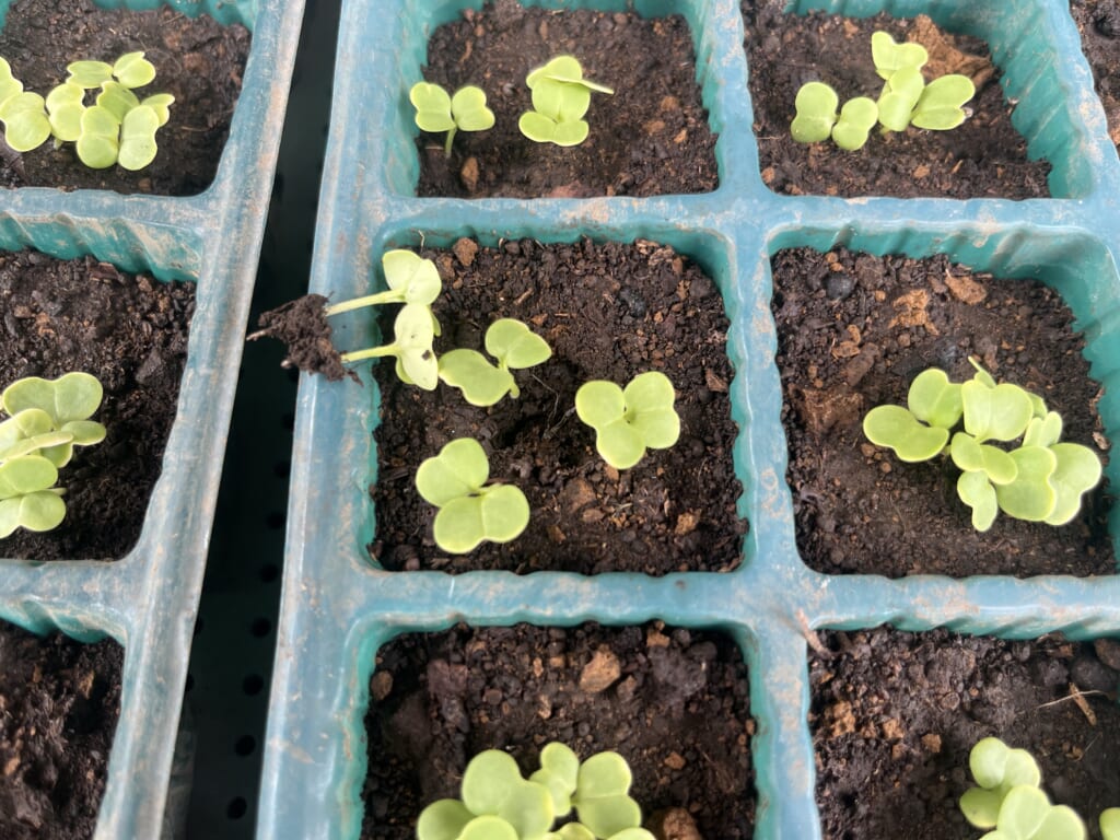 間引き後に株間を確保した白菜の苗