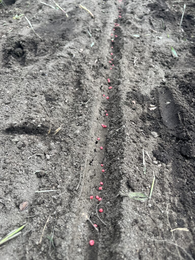 ほうれん草すじまき