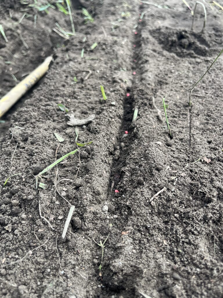 ほうれん草点まき