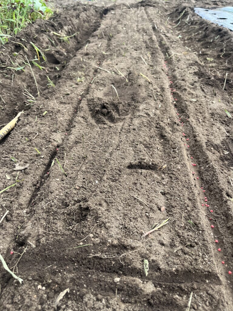 ほうれん草の筋蒔きと点まき