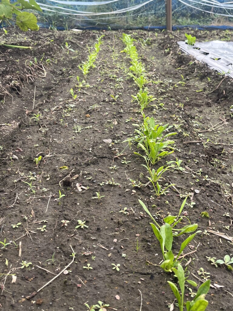 ほうれん草筋蒔きと点まき比較