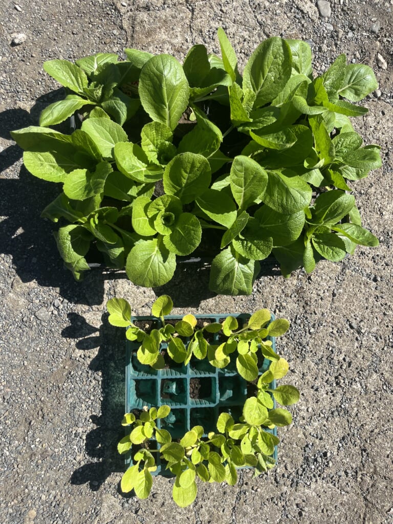 仮植ありなしの全体の比較写真