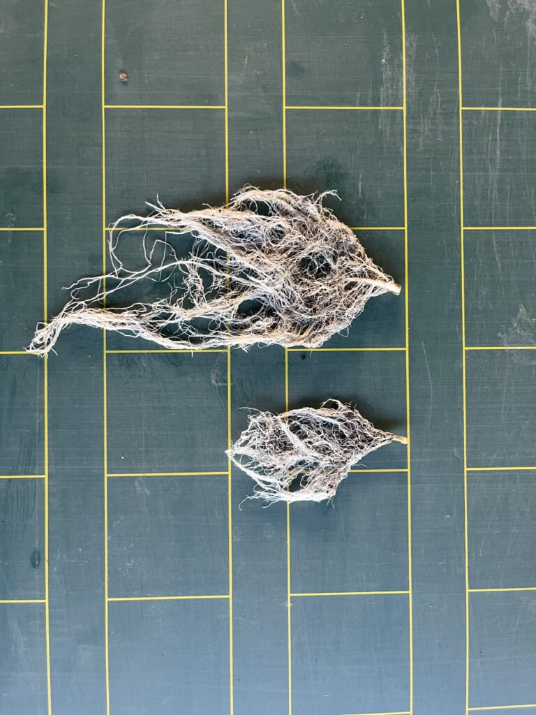 仮植の有無で変わる根の成長の比較画像