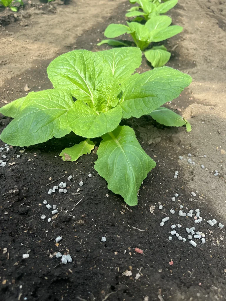 白菜の追肥の場所