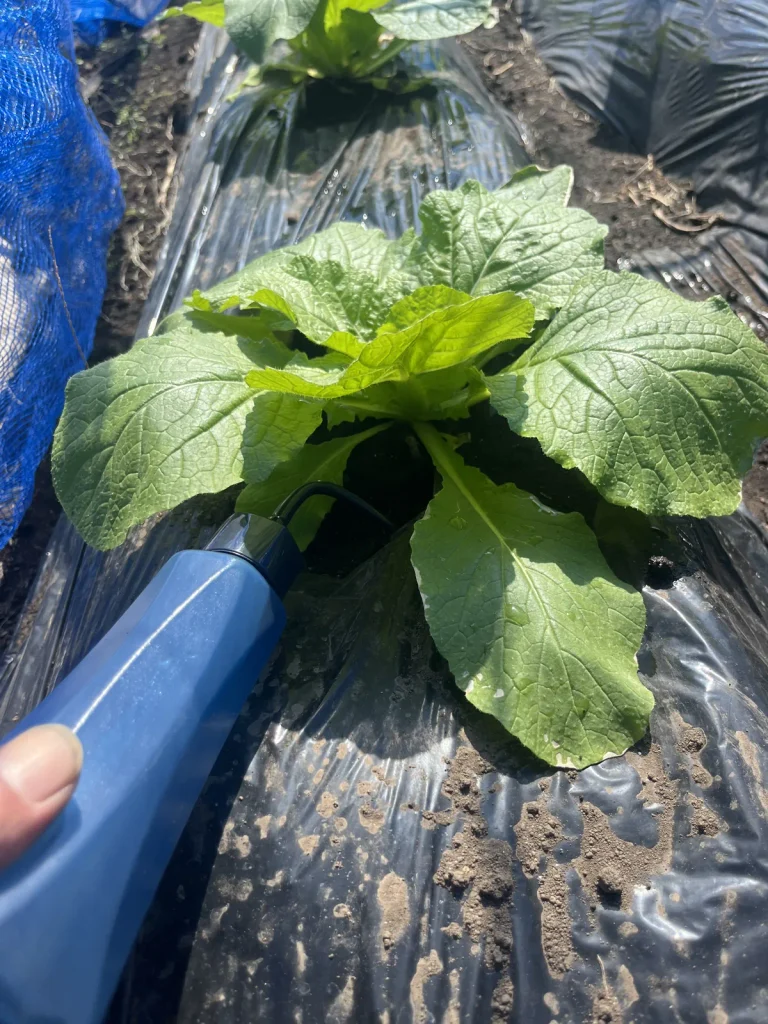 マルチをはった白菜の液肥のやりかた