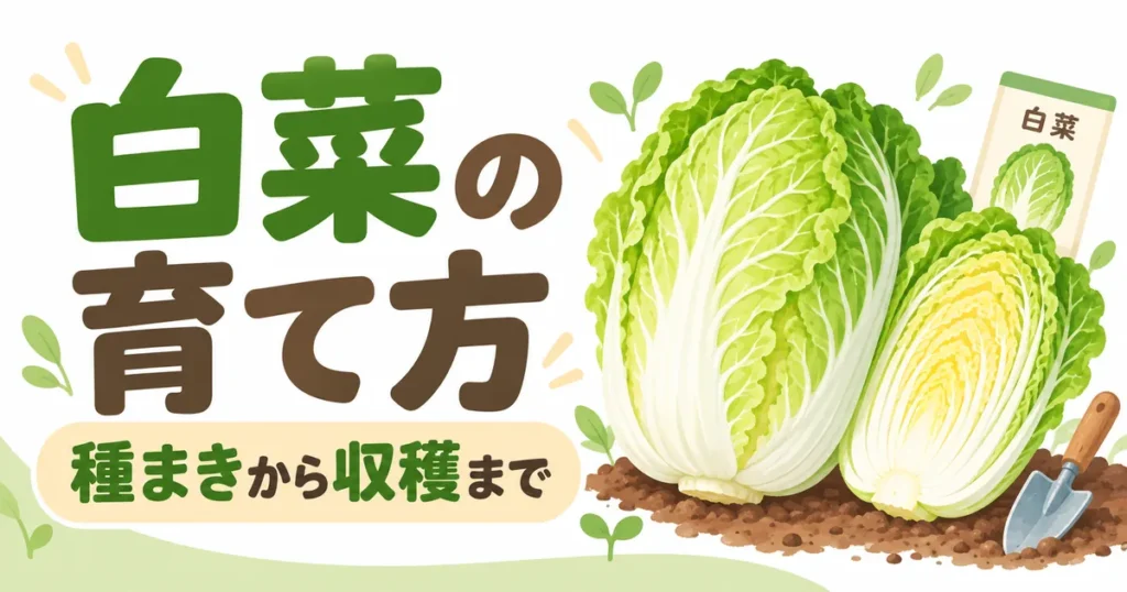 白菜の育て方アイキャッチ