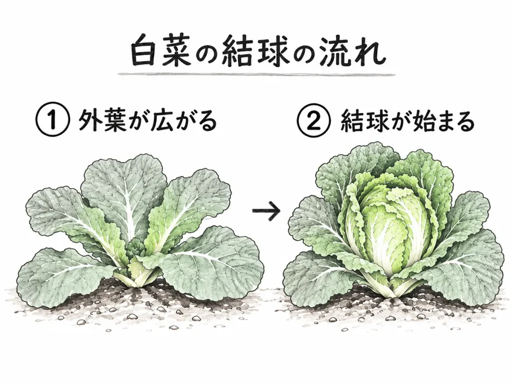 白菜の結球の流れを示した図解。外葉が広がる段階から中心葉が巻き始める段階までを比較。