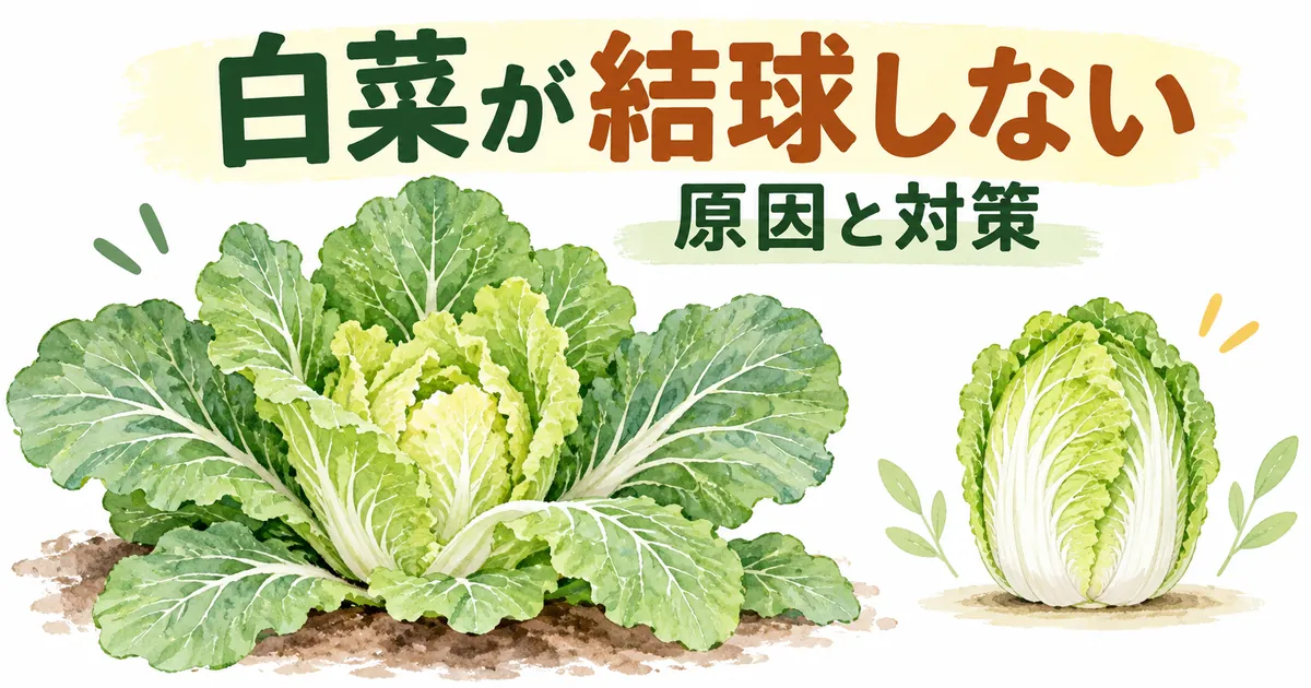 白菜が結球しない原因と対策