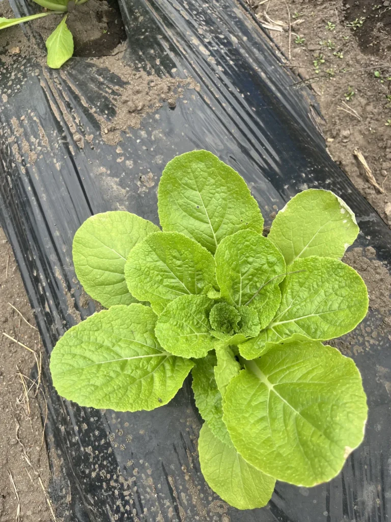 葉が立ち上がりはじめた白菜