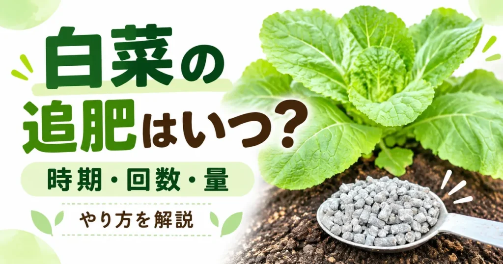 白菜の追肥時期・回数・量を解説するアイキャッチ画像。白菜の苗と粒状肥料を入れたスプーン。