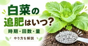 白菜の追肥時期・回数・量を解説するアイキャッチ画像。白菜の苗と粒状肥料を入れたスプーン。