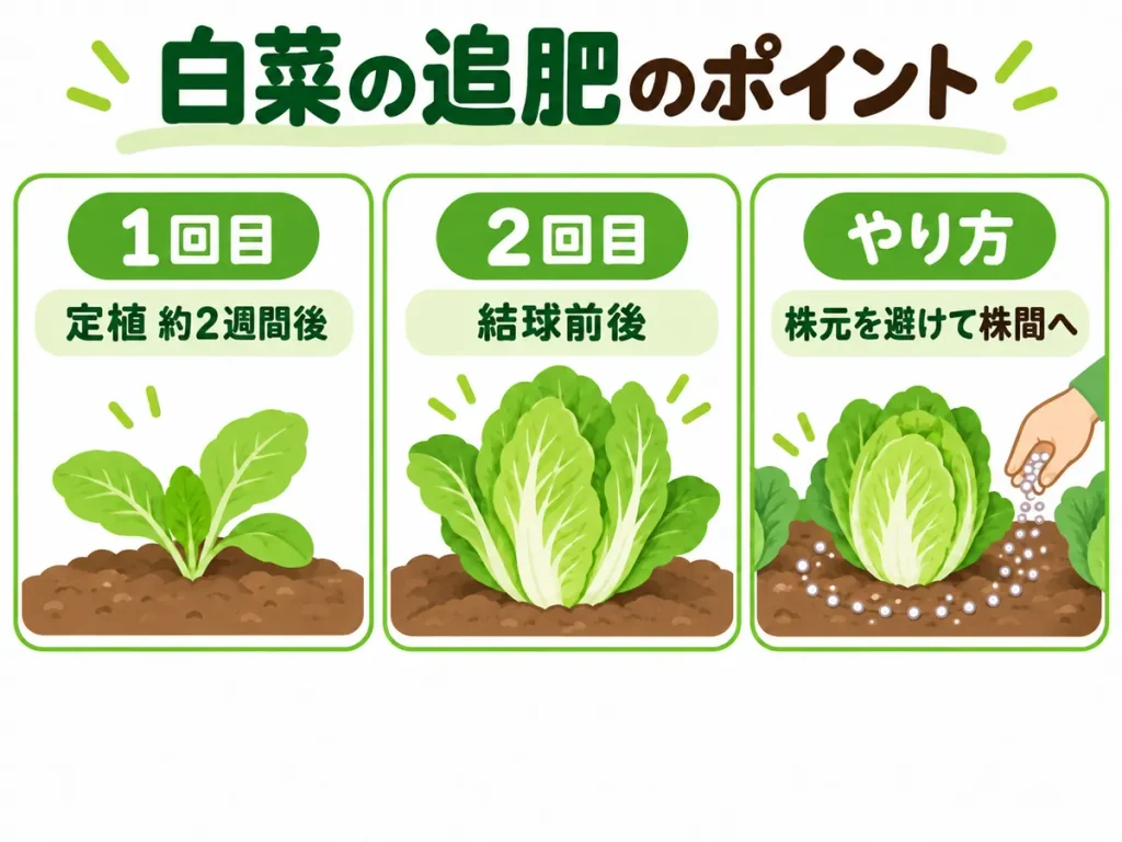 白菜の追肥のポイントをまとめた図解。1回目は定植約2週間後、2回目は結球前後、肥料は株元を避けて株間に施す。
