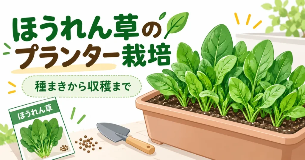 ほうれん草のプランター栽培ようアイキャッチ