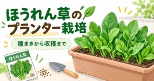 ほうれん草のプランター栽培ようアイキャッチ