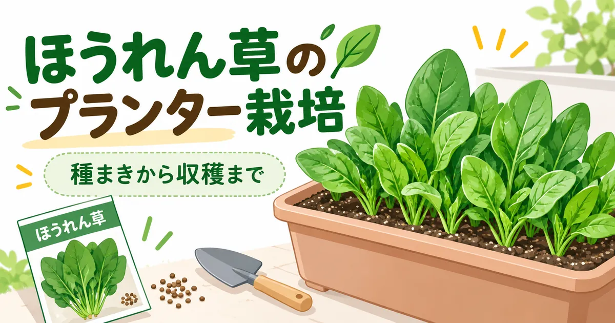 ほうれん草のプランター栽培ようアイキャッチ
