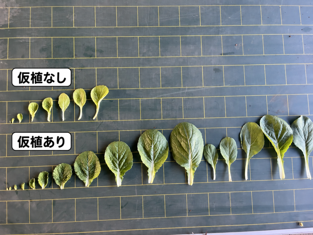 白菜の仮植の有無で変わる葉の枚数