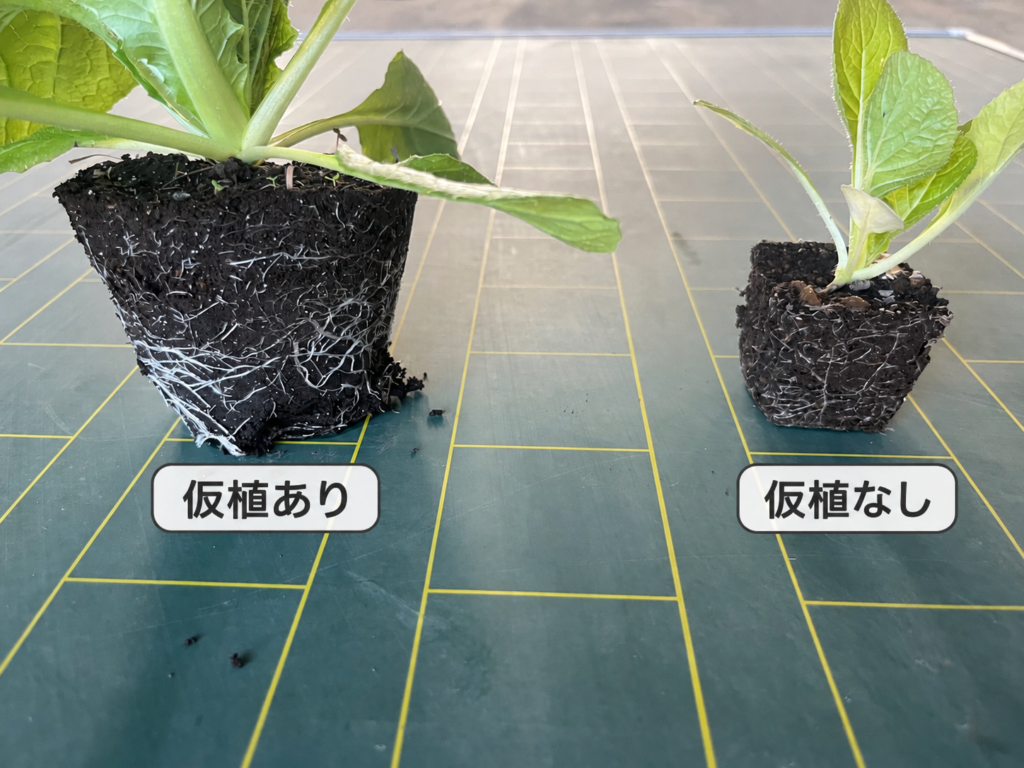 ポットとセルの白菜の根の比較
