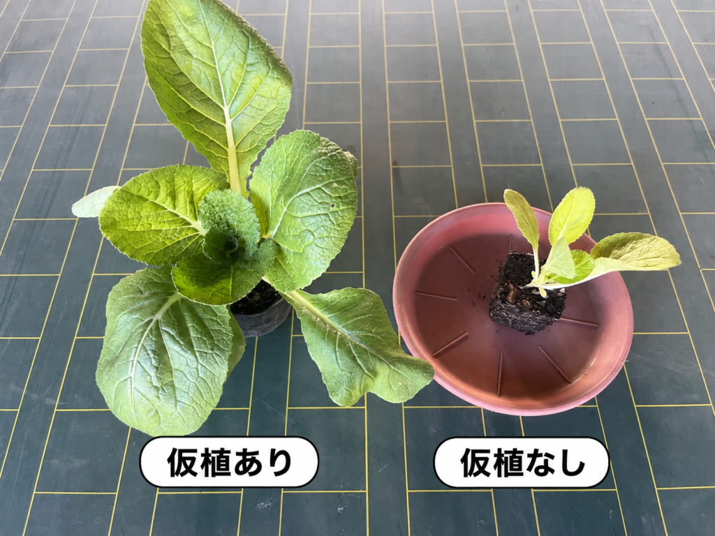 白菜の仮植ありなしでかわる成長比較