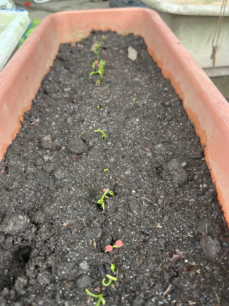 ほうれん草のプランター栽培時の発芽