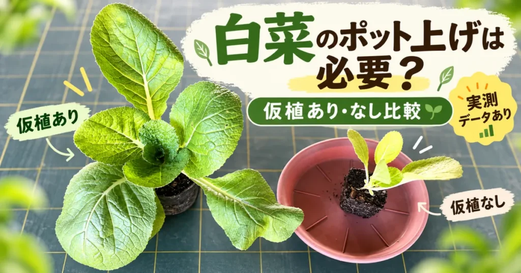 白菜の育苗比較のアイキャッチ画像