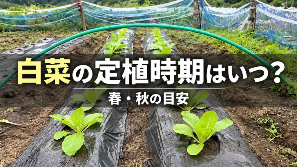 実際の白菜の定植時の写真を使ったアイキャッチ画像