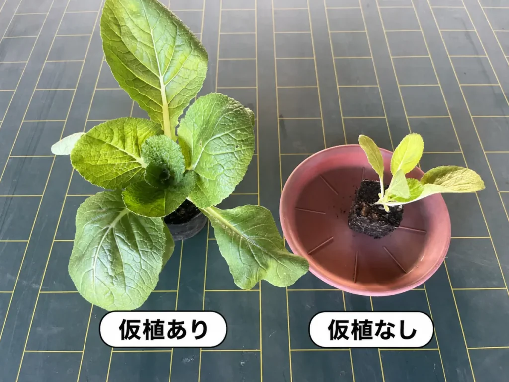 仮植ありとなしで変わる成長の比較