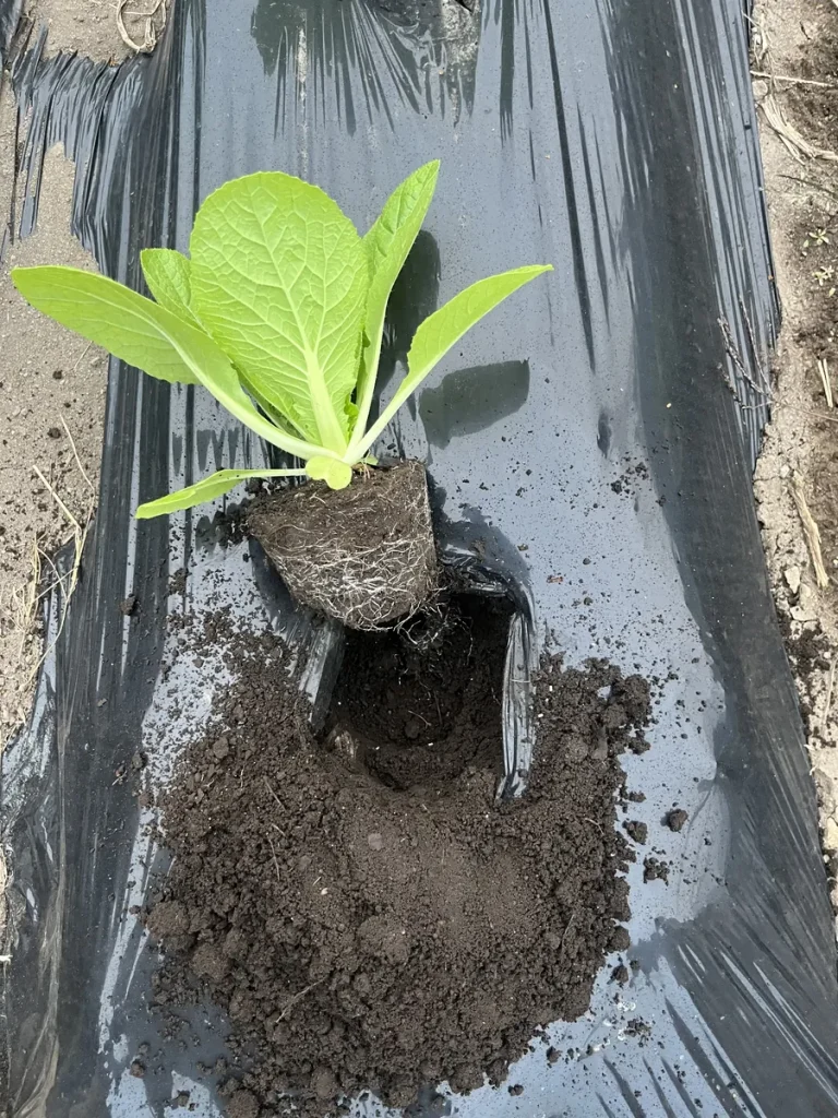 定植期の白菜の苗の根鉢がわかる画像