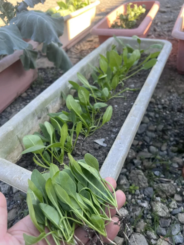 プランターはほうれん草の間引き