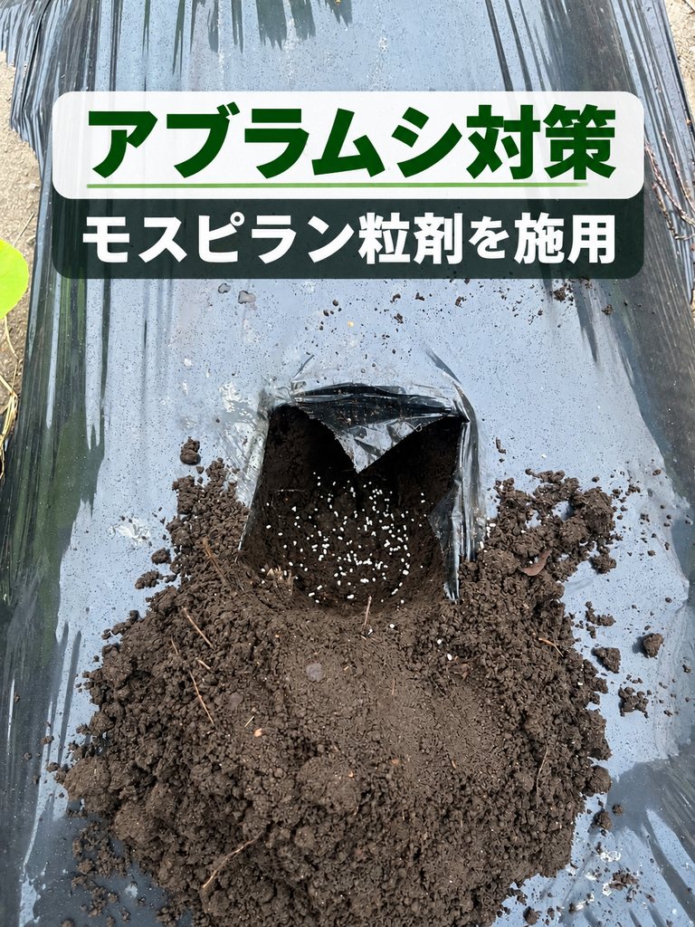 白菜のアブラムシ対策定植時にモスピラン粒剤を施肥